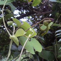 Aristolochia ringens Vahl